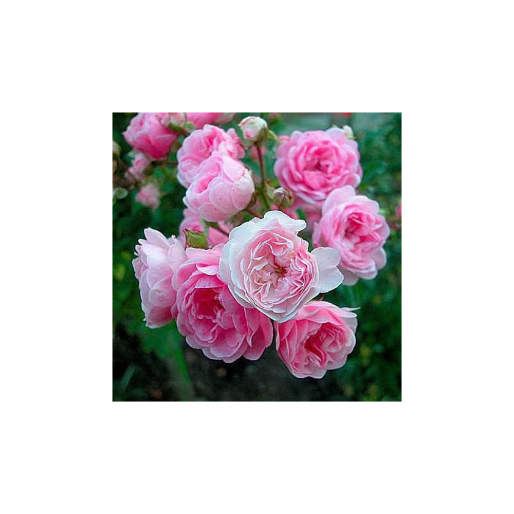 Rosier retombant rose clair the fairy racines nues