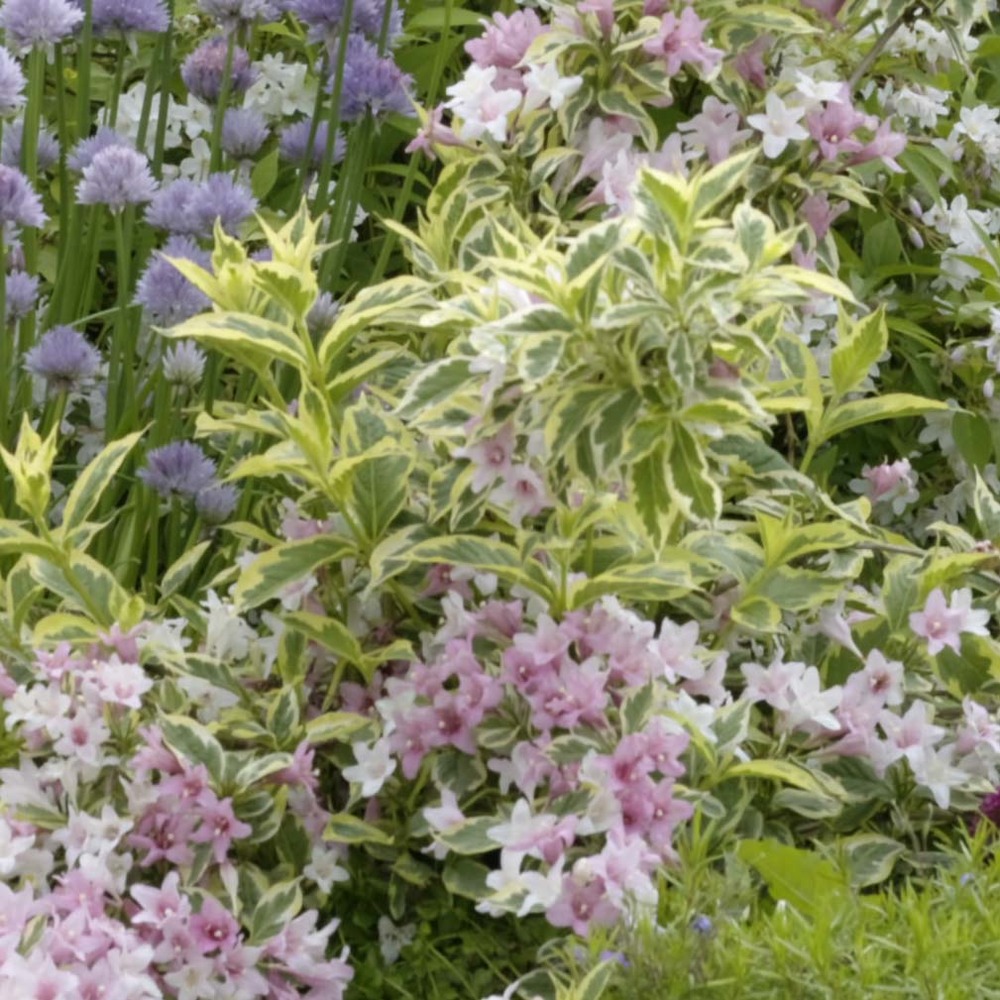 Weigela florida 'nana variegata' pot de 2l/3l
