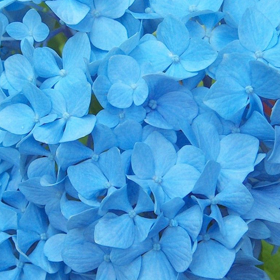 2 x hortensia 'nikko blue' - hydrangea macrophylla 'nikko blue' - 25-30 cm pot
