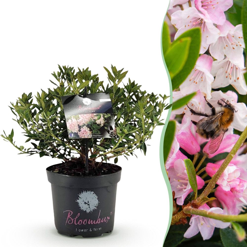 Rhododendron - pot 23 cm - hauteur 50 cm - assortiment - plante d'extérieur
