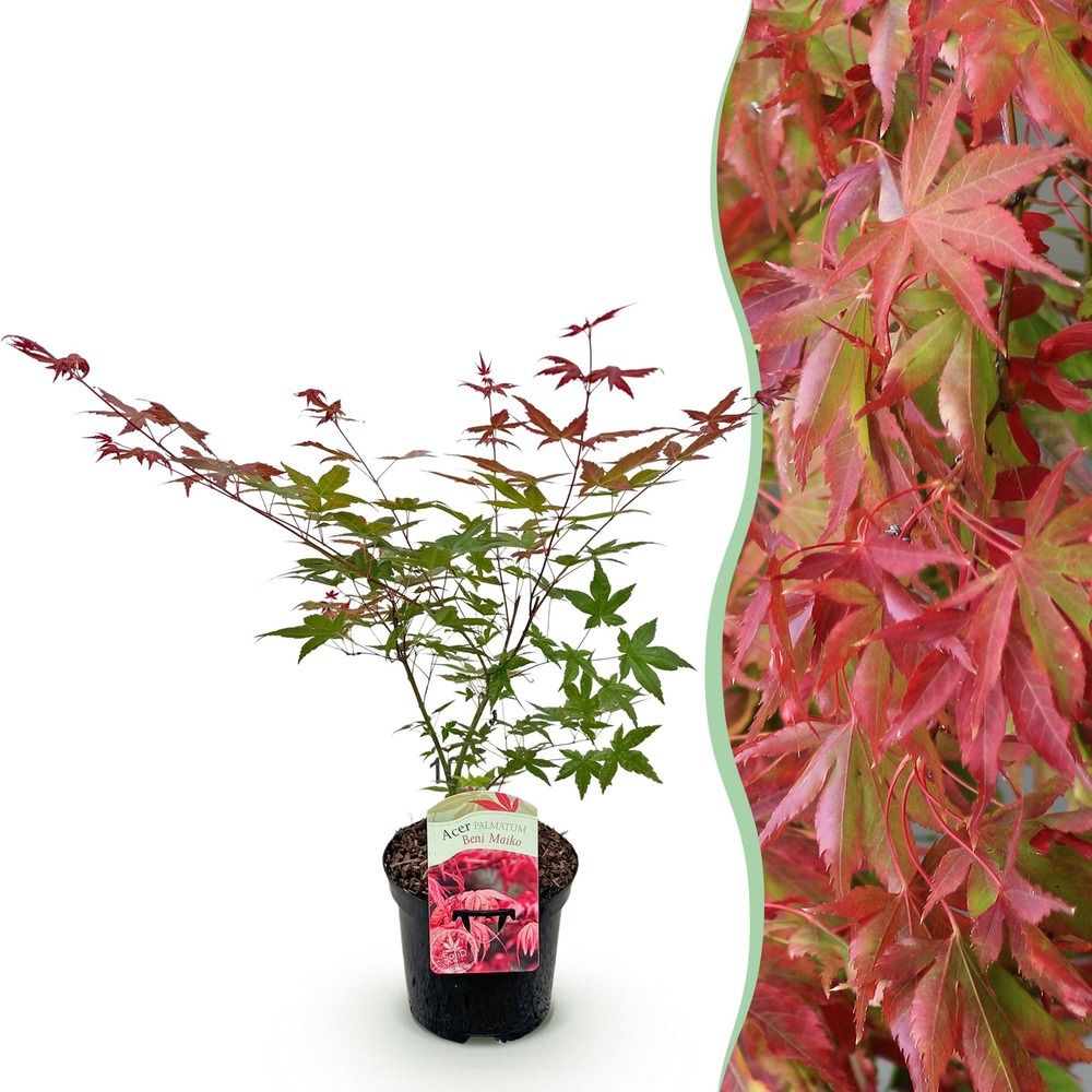 Érable du japon 'beni maiko' - pot 19 cm - hauteur 70 cm