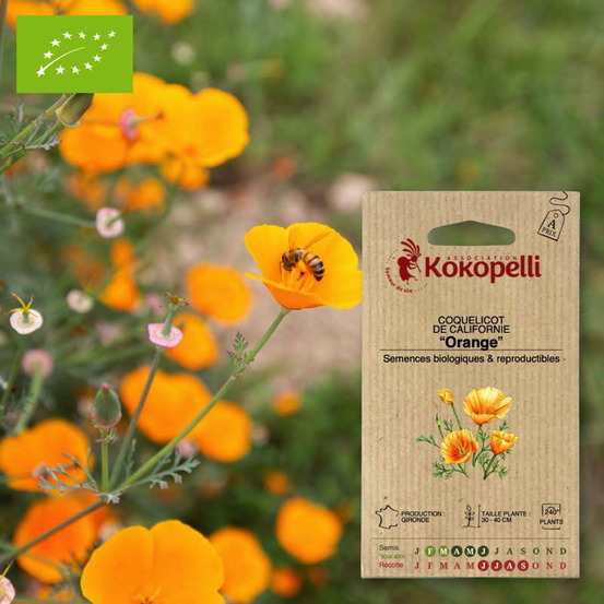 Coquelicot de californie orange- graines bio à semer