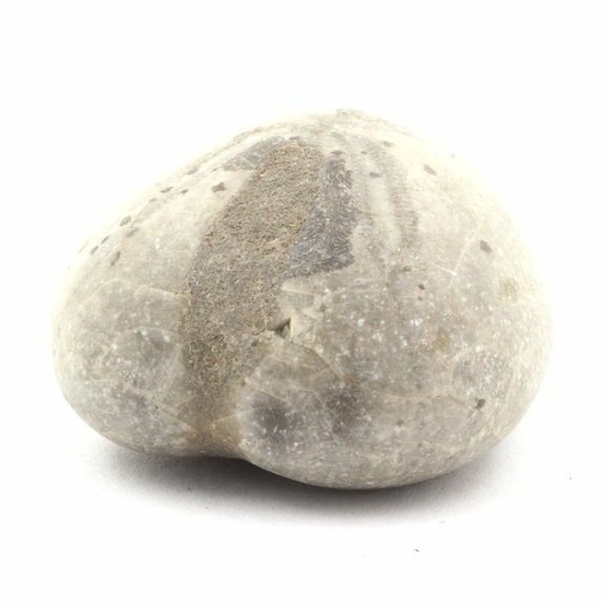 Oursin fossile, toxaster amplus 159.80 carats