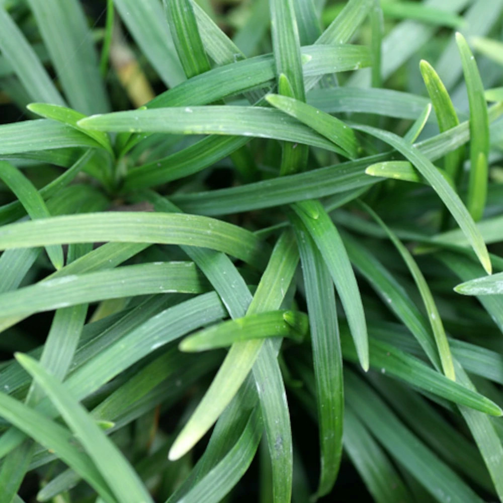 Muguet du japon minor, ophiopogon lot de 3 godets