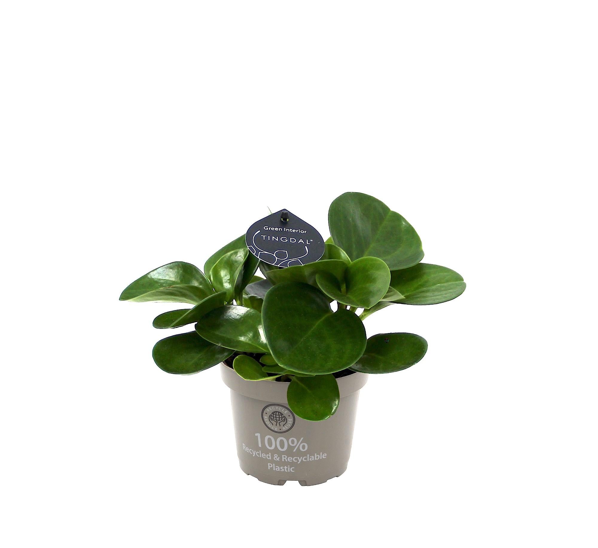 Plante d'intérieur - peperomia 'obtusifolia green' 25.0cm