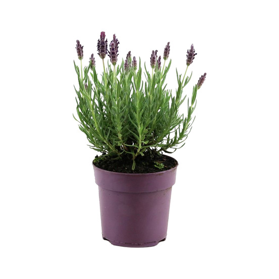 Lavandula stoechas anouk - lavande papillon - h. 20-25 cm