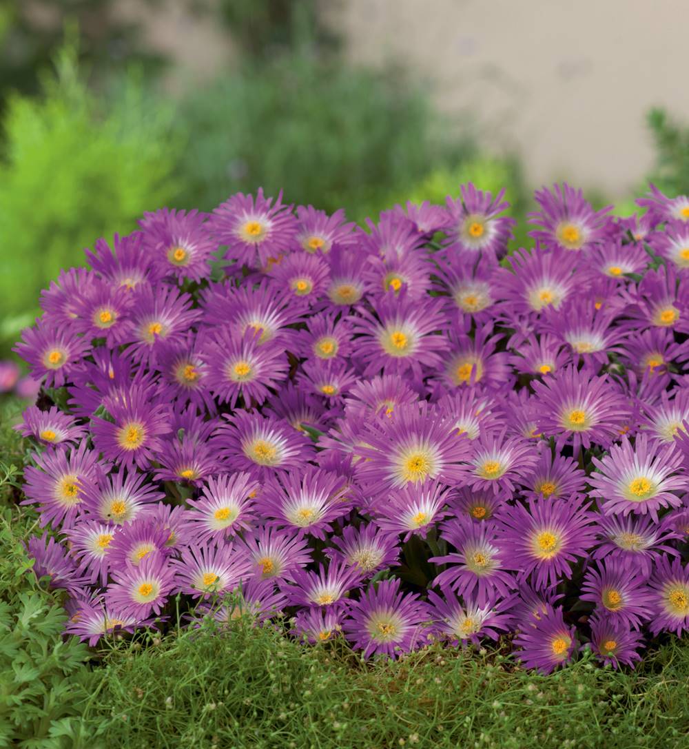 Delosperma violet wonder plante vivace - 3 godets