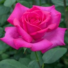 Rosier buisson rose 'Velasquez®' Meimirtylus : en motte