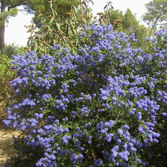 Céanothe, lilas de californie tapissant pot de 2l/3l