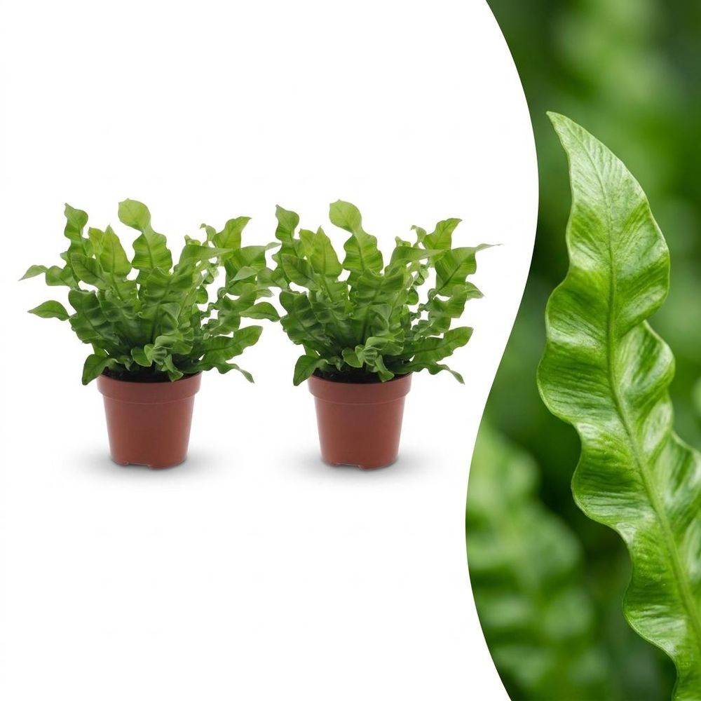 Asplenium crispy wave - fougère crispy wave - pot de 12cm