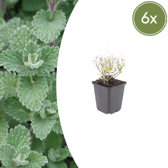 Petit calament (calamintha nepeta) 'nepeta' - 48