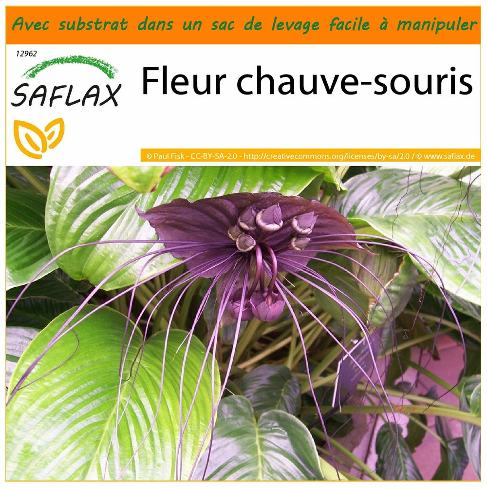 Garden in the bag - fleur chauve-souris - 10 graines - tacca chantrieri