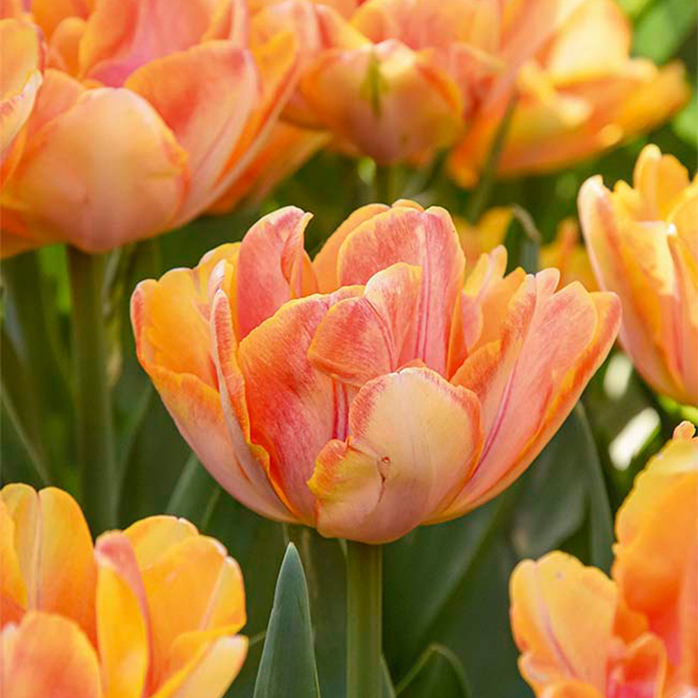 Mélange de 20 - tulipa double pêche - bulbes de tulipes - fleur double - pousse jusqu'à 30-35 cm