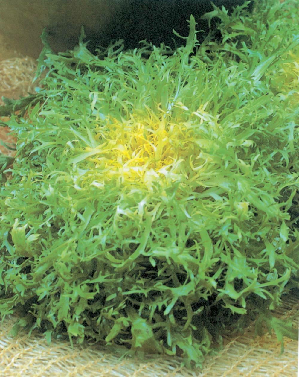 Chicoree frisee grosse pommant seule - 3 g