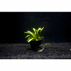 Plante aquatique : Sagittaria Terres en pot