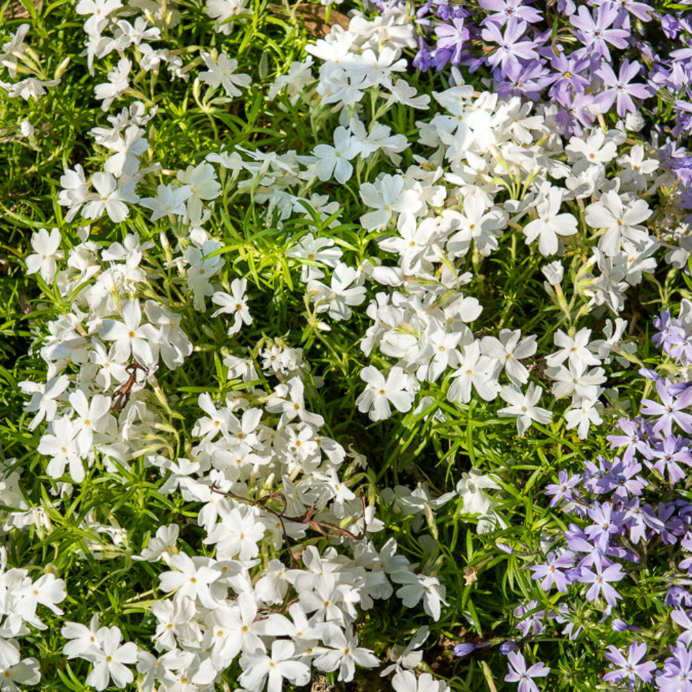 Phlox mousse white delight - le pot / ø 9cm