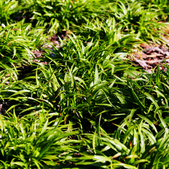 Luzule des bois - luzula sylvatica 20/25cm godet 9cm