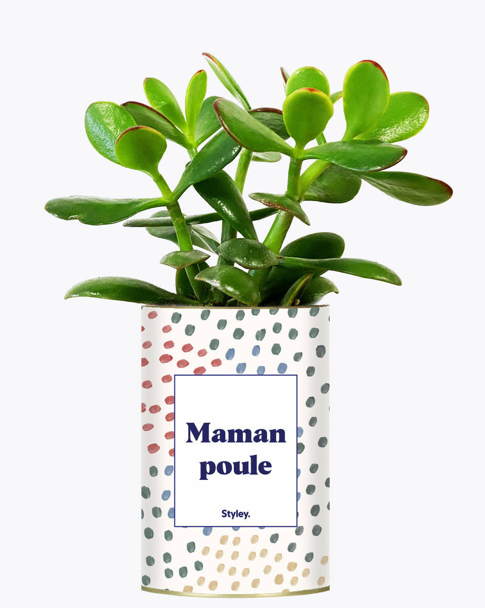 Plante facile à entretenir - maman poule - cactus