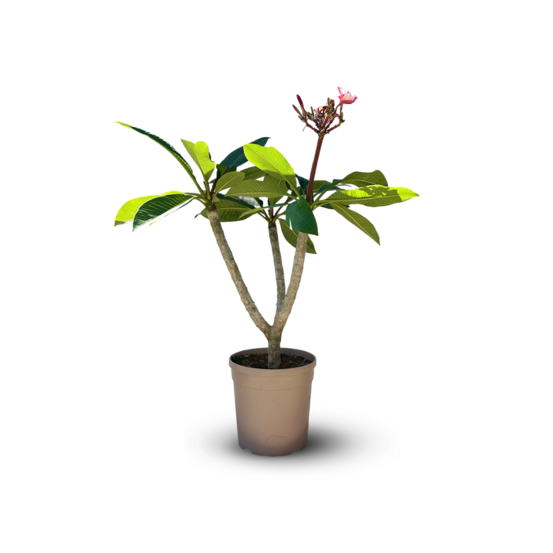 Plumeria rubra frangipanier - plante fleurie - ↕ 60-70 cm - ⌀ 18 cm - plante d'intérieur & extérieur - fleur rose