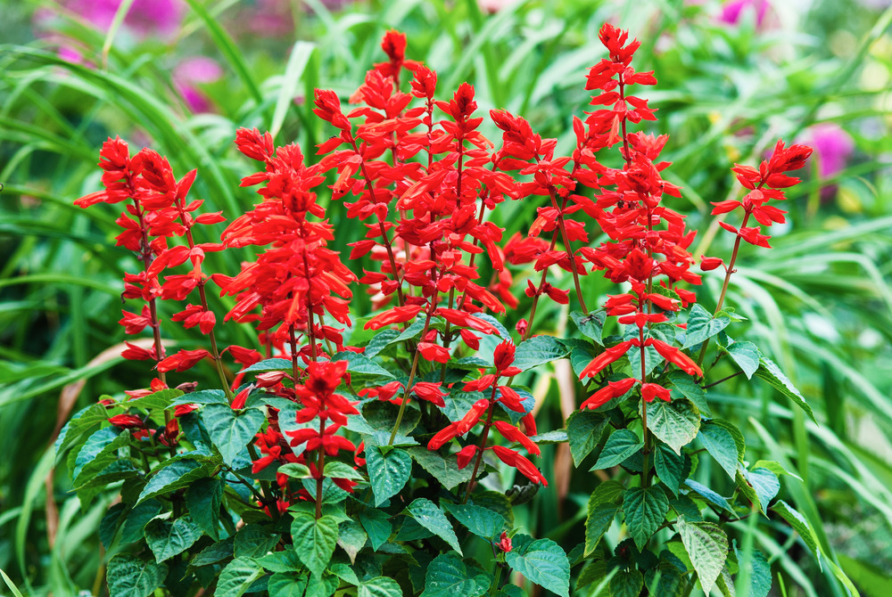 Sachet de graines de sauge feu de la st jean - sachet de 0,5 gramme - petite entreprise française