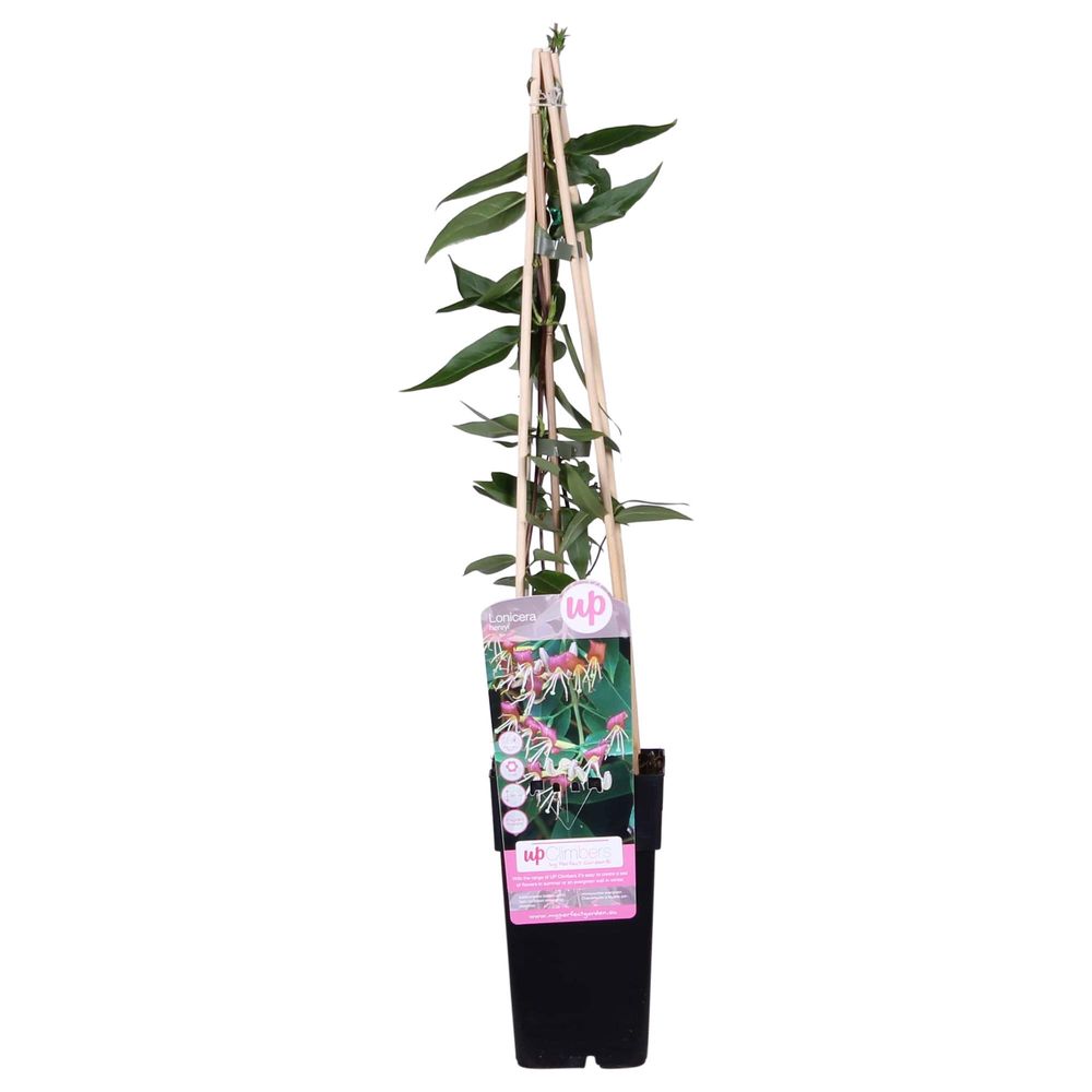 Lonicera henryi - h65 cm - ø15 cm - plante d'extérieur