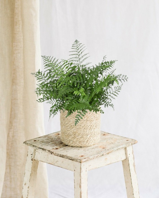 Plante d'intérieur - asplenium parvati 55cm - plante d'intérieur 55cm