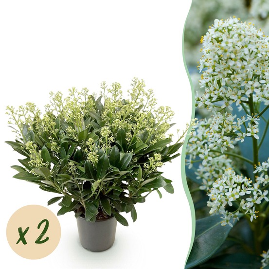 Skimmia japonica finchy – lot de 2 – hauteur 60 cm