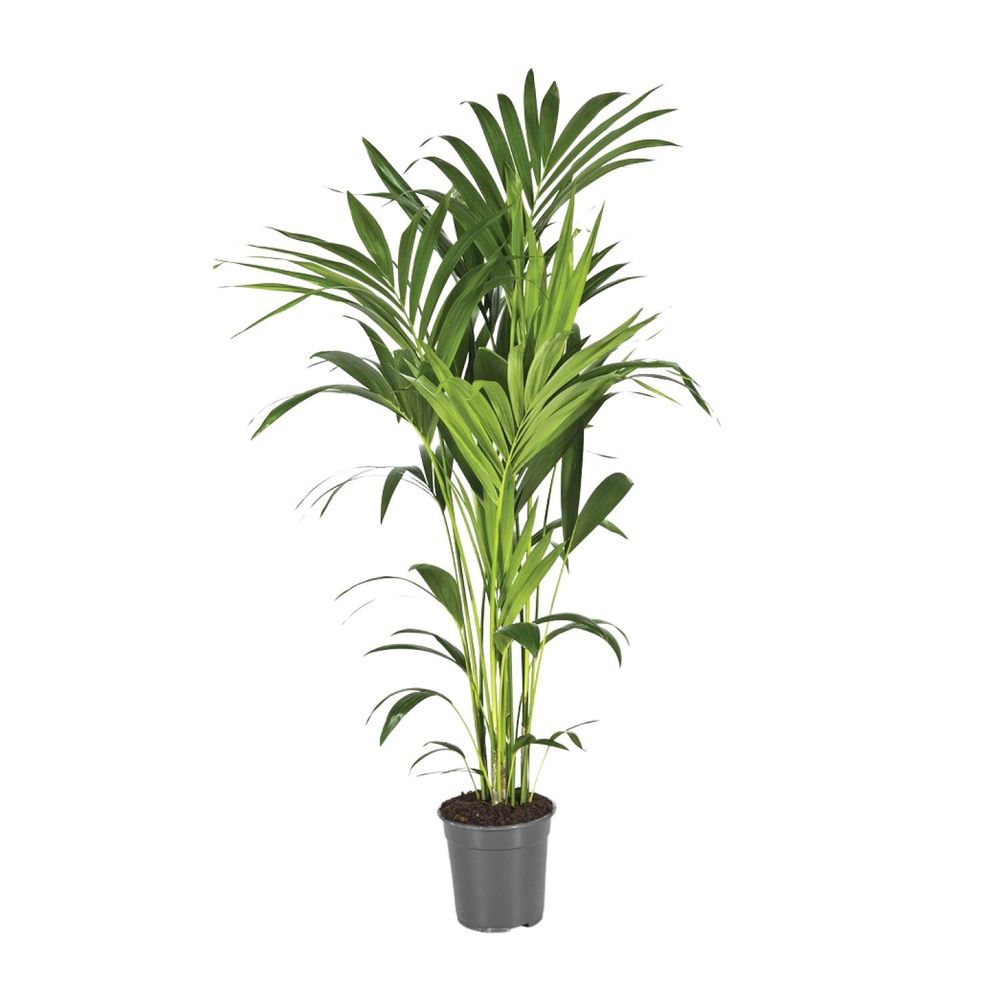 Howea forsteriana - ø21cm - ↕130cm - plantes d'intérieur