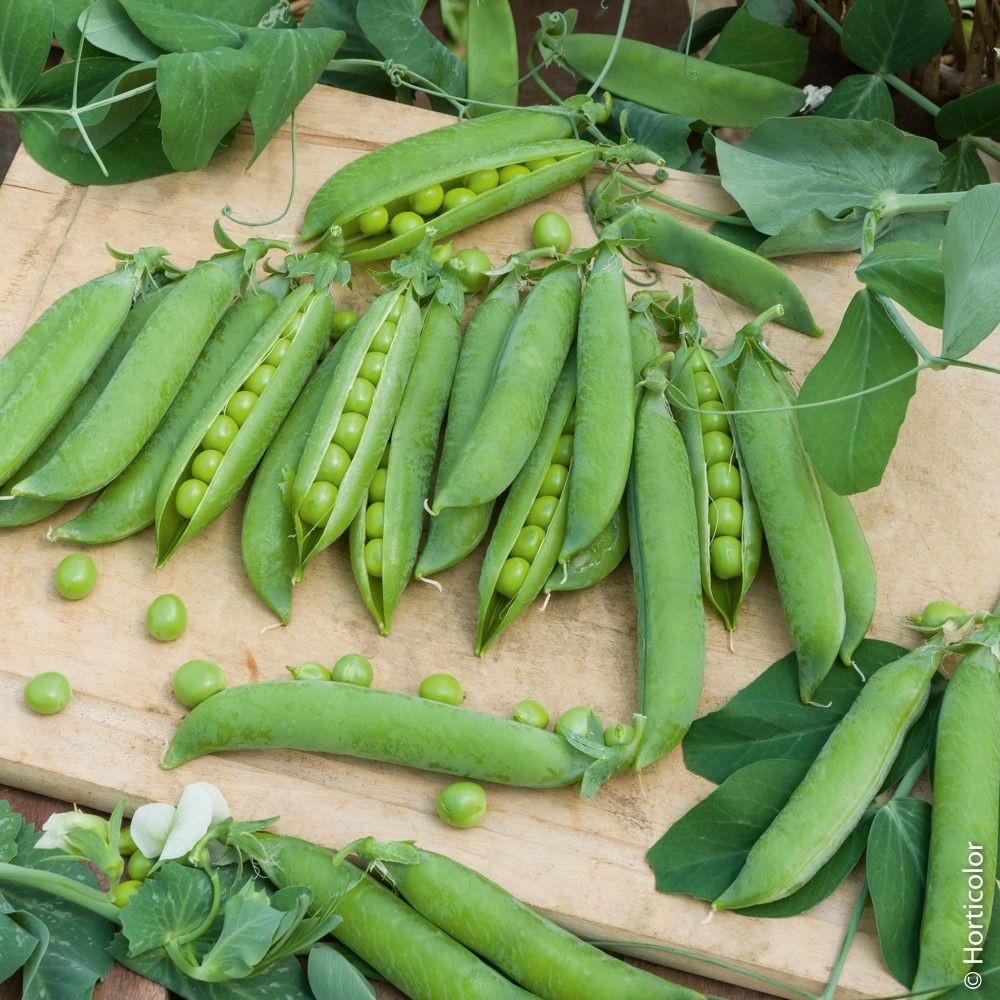 Pois à grains ridés nain merveille de kelvedon la boîte pour 20 mètres