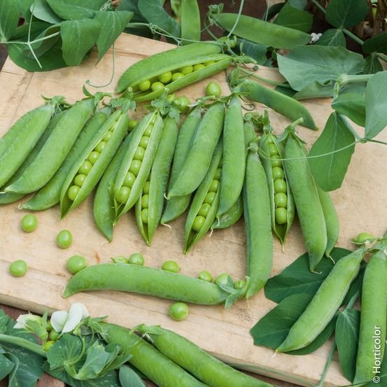 Pois à grains ridés nain merveille de kelvedon la boîte pour 20 mètres