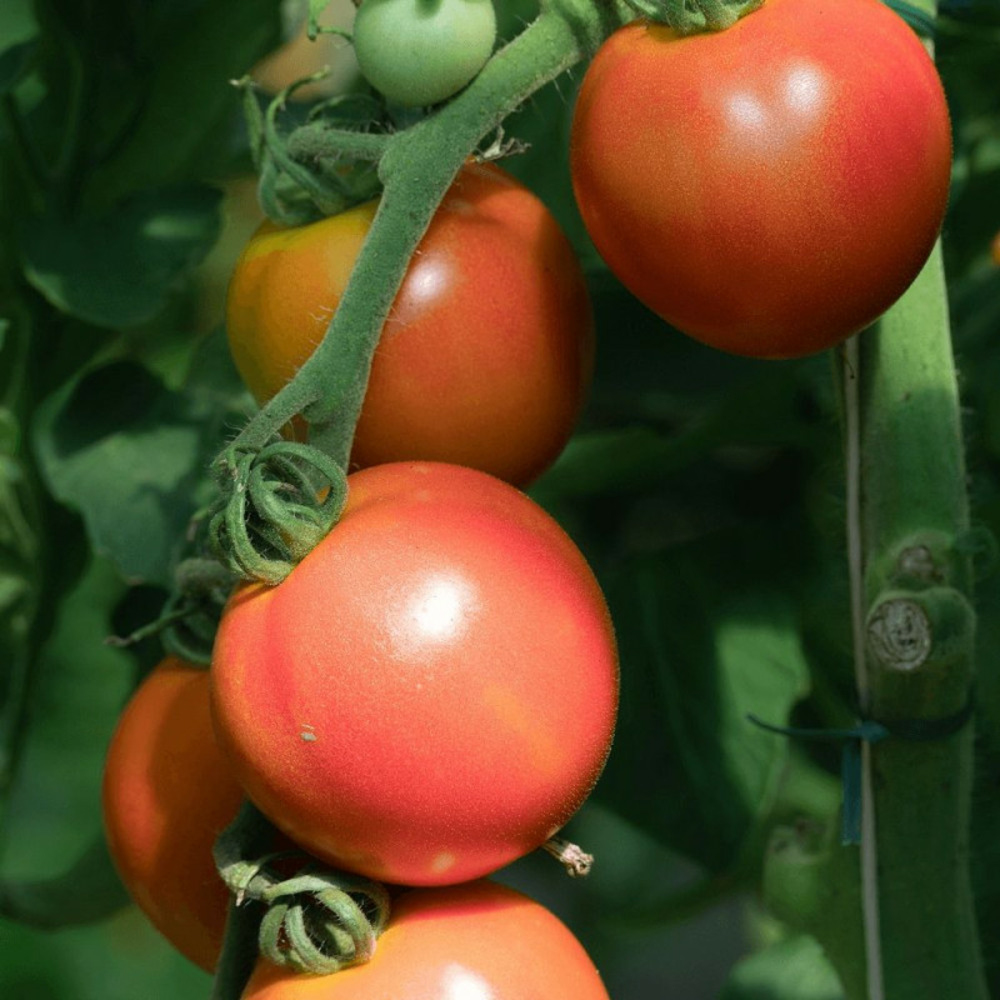 Plant de tomate honey moon type rose de berne godet