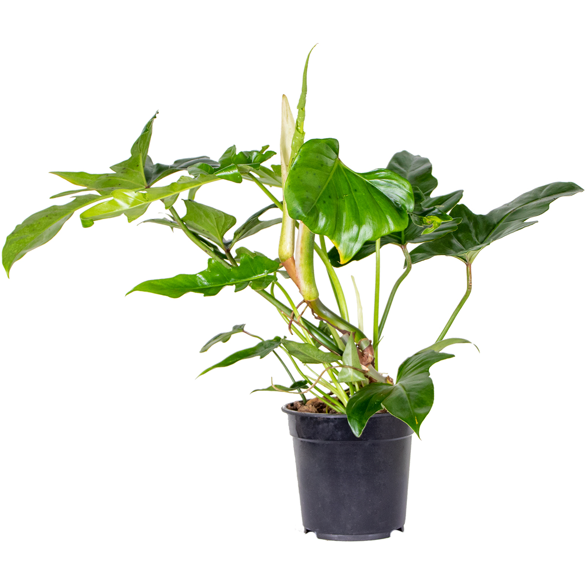 Philodendron 'dragon vert' - arum par pièce - plante d'intérieur ⌀21 - ↕60 cm