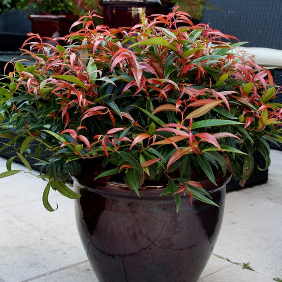 Leucothoe 'burning love' pot de 7,5l/10l