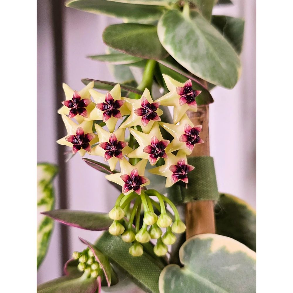 Hoya cumingiana albomarginata - pot de 6cm - plantes d'intérieur