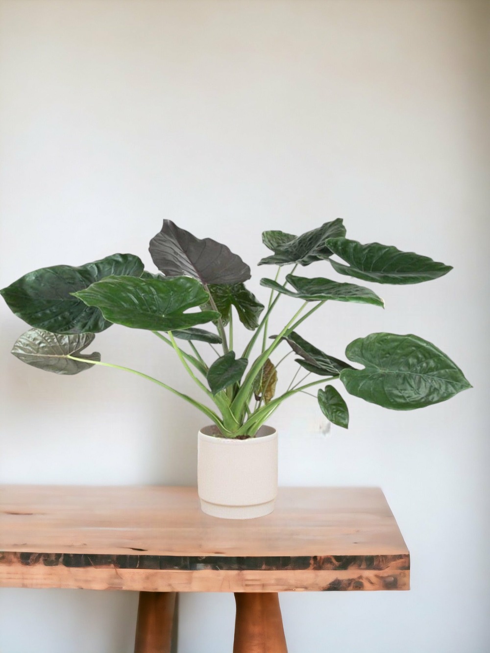 Alocasia wentii 120cm - plante d'intérieur
