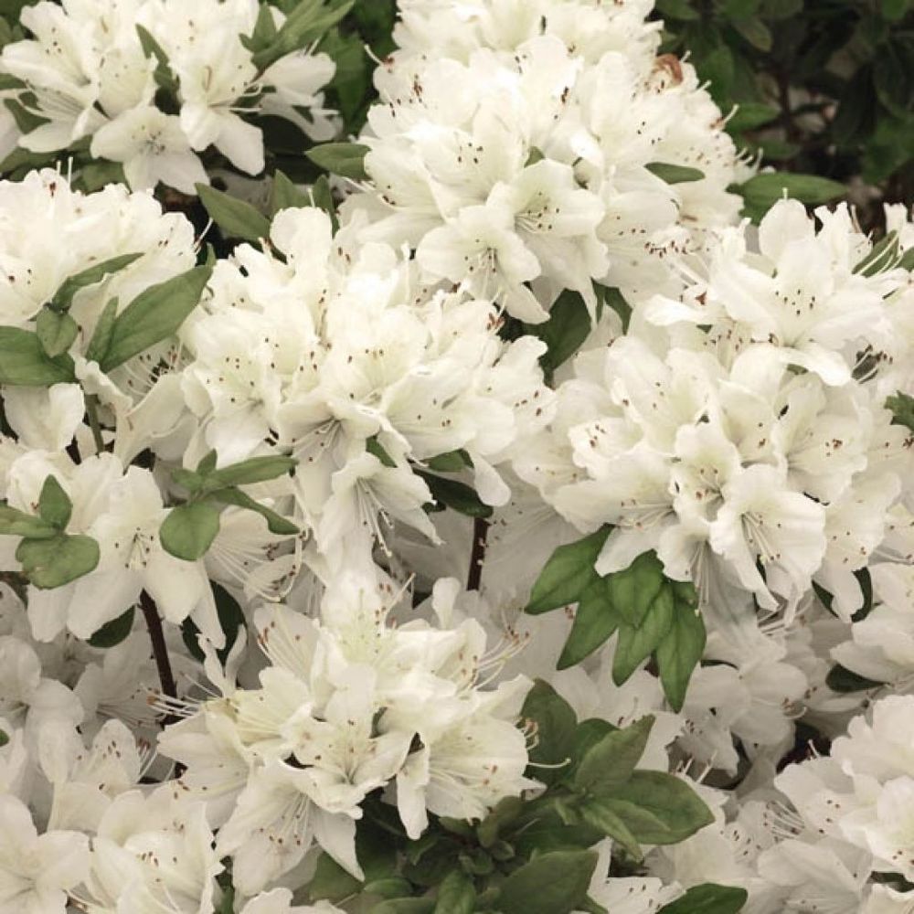 Azalée japonaise 'schneewittchen' pot de 2l/3l