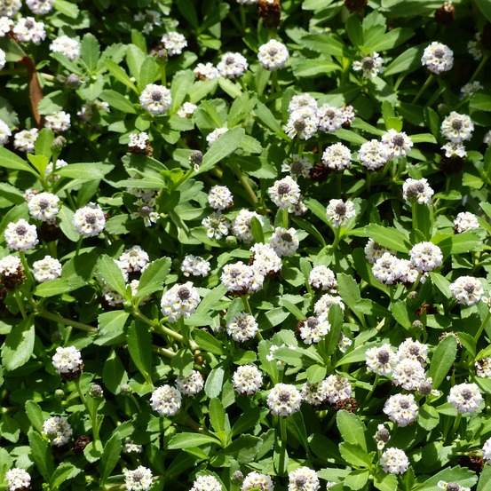 Verveine nodiflore godet de 8/9 cm