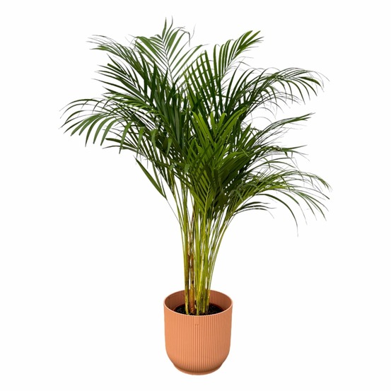 Grand palmier areca et son pot - hauteur 85cm