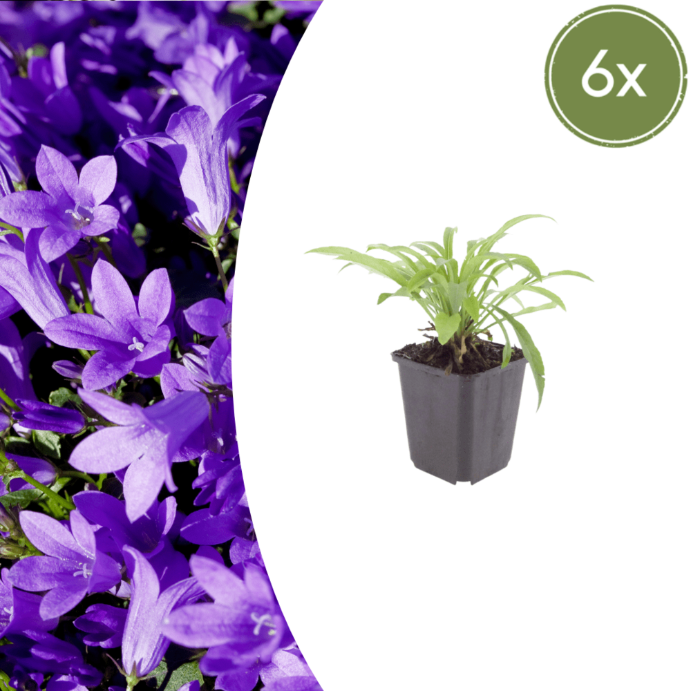 Lot de 24 - campanule à feuilles de pêcher (campanula persicifolia) 'coerulea'