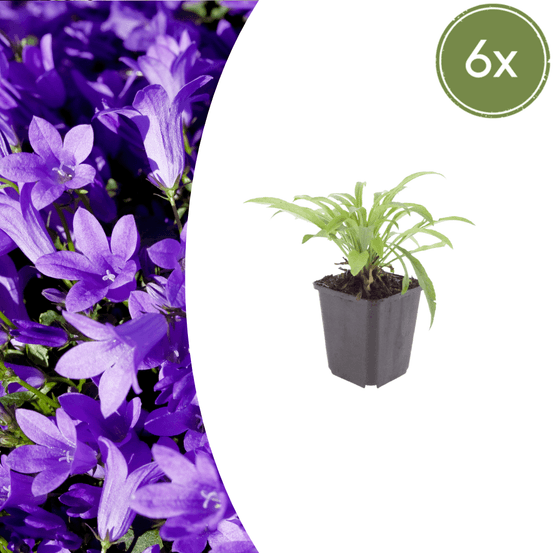 Lot de 24 - campanule à feuilles de pêcher (campanula persicifolia) 'coerulea'