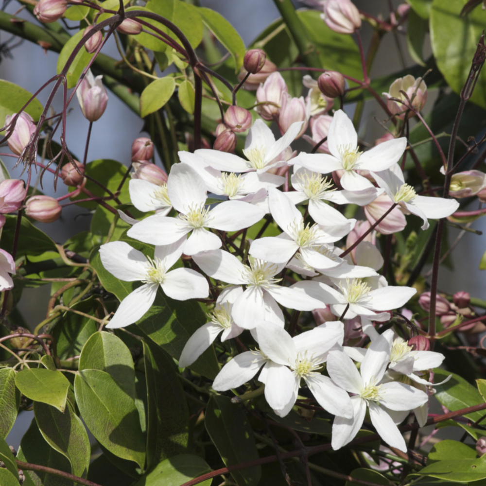 Clematite - clematis montana grandiflora 70cm