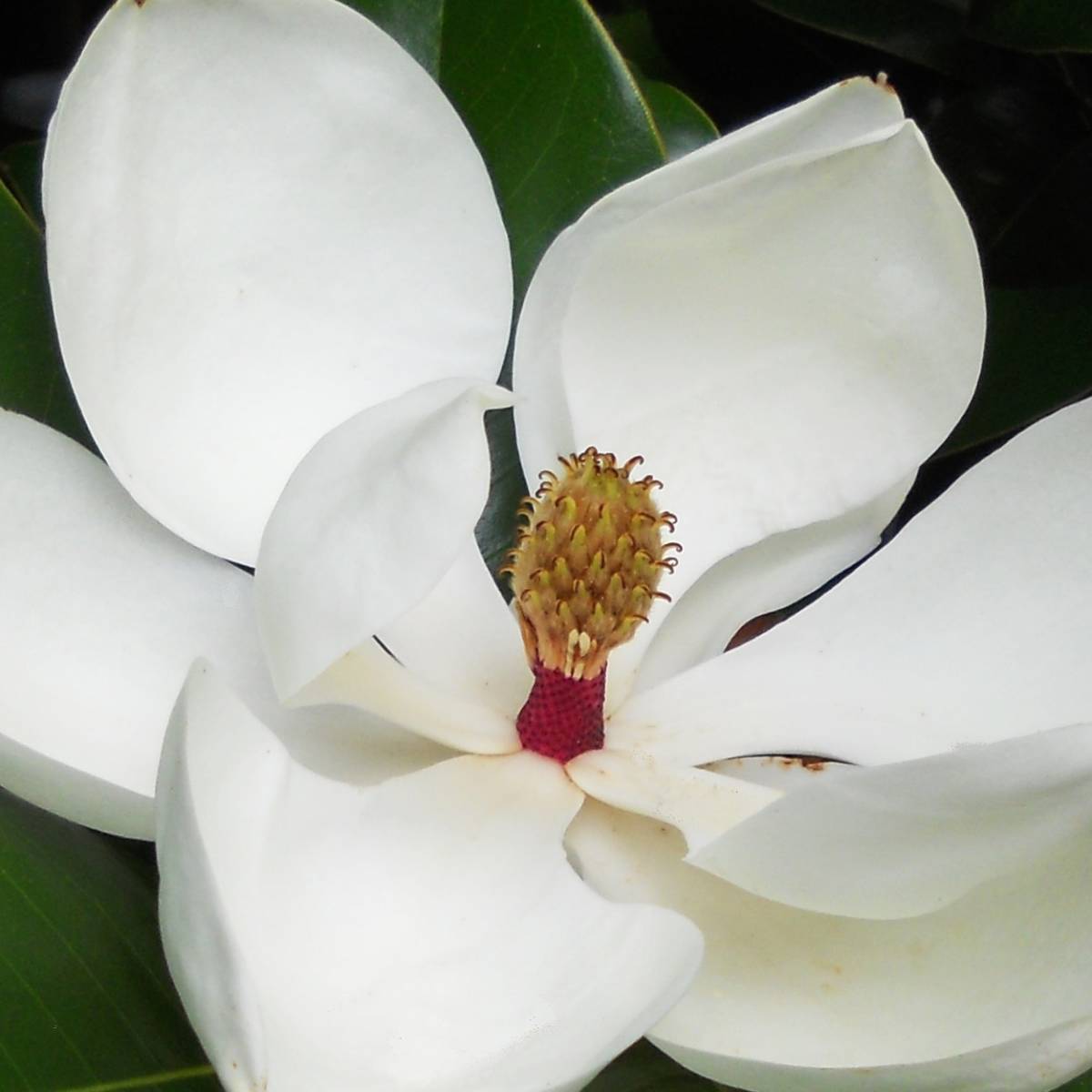 Magnolia à grandes fleurs  grandiflora galissoniensis/magnolia grandiflora galissoniensis[-]pot de 3l - 40/60 cm