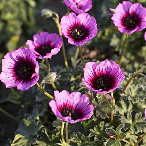 Géranium vivace à feuilles cendrées 'jolly jewel violet' godet de 8/9 cm