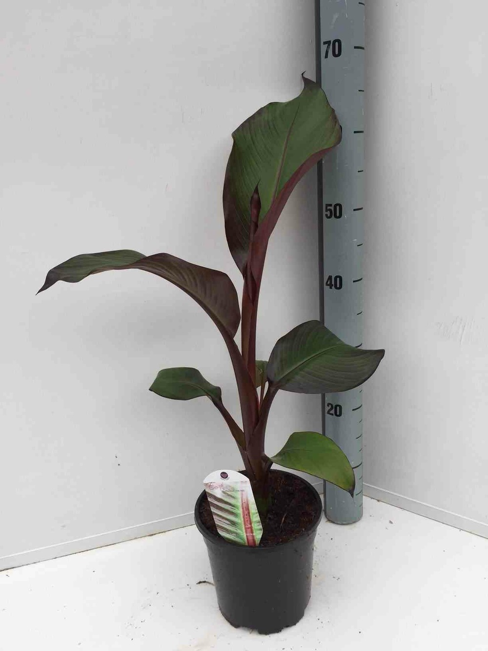 Ensete ventricosum maurelii (bananier rouge d'abyssinie) pot de 2 litres - 20/40 cm -