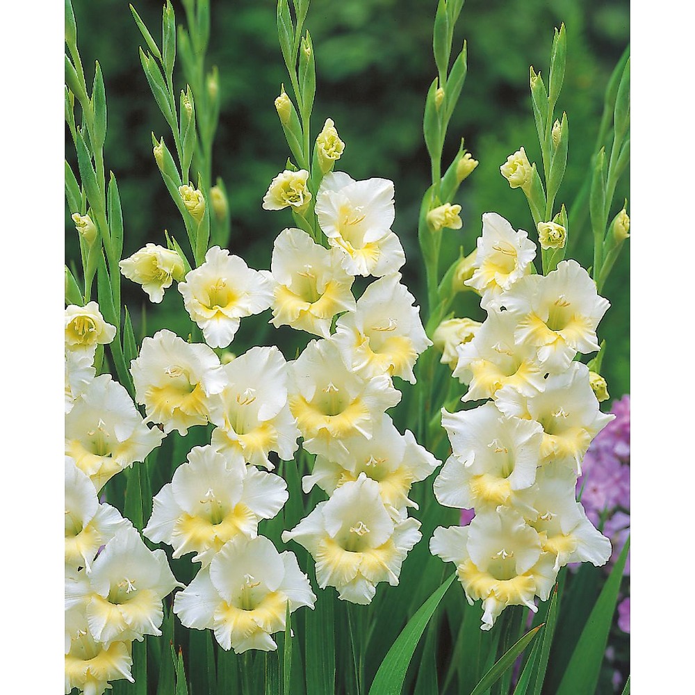 Glaieul break of dawn