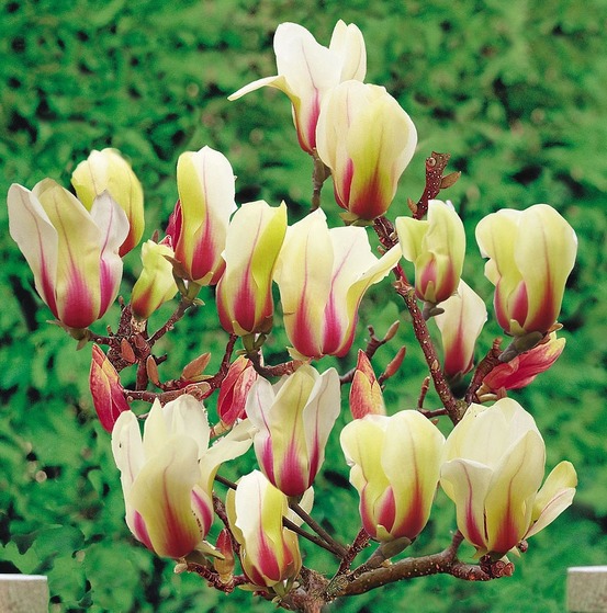 Magnolia 'sunrise' pot de 3l/4l