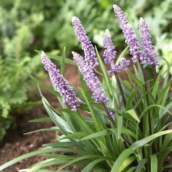 Liriope muscari ingwersen - le pot / ø 9cm