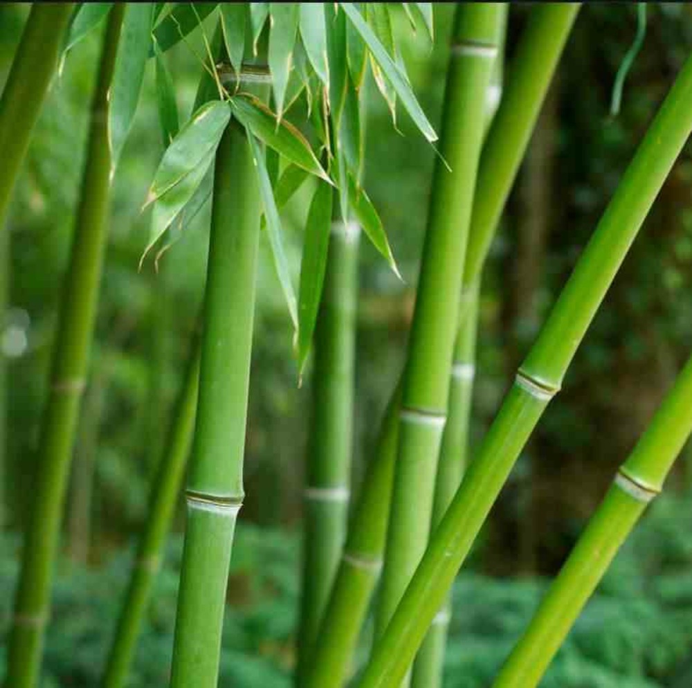 Phyllostachys bissetii pot de 2 litres - 20/60 cm