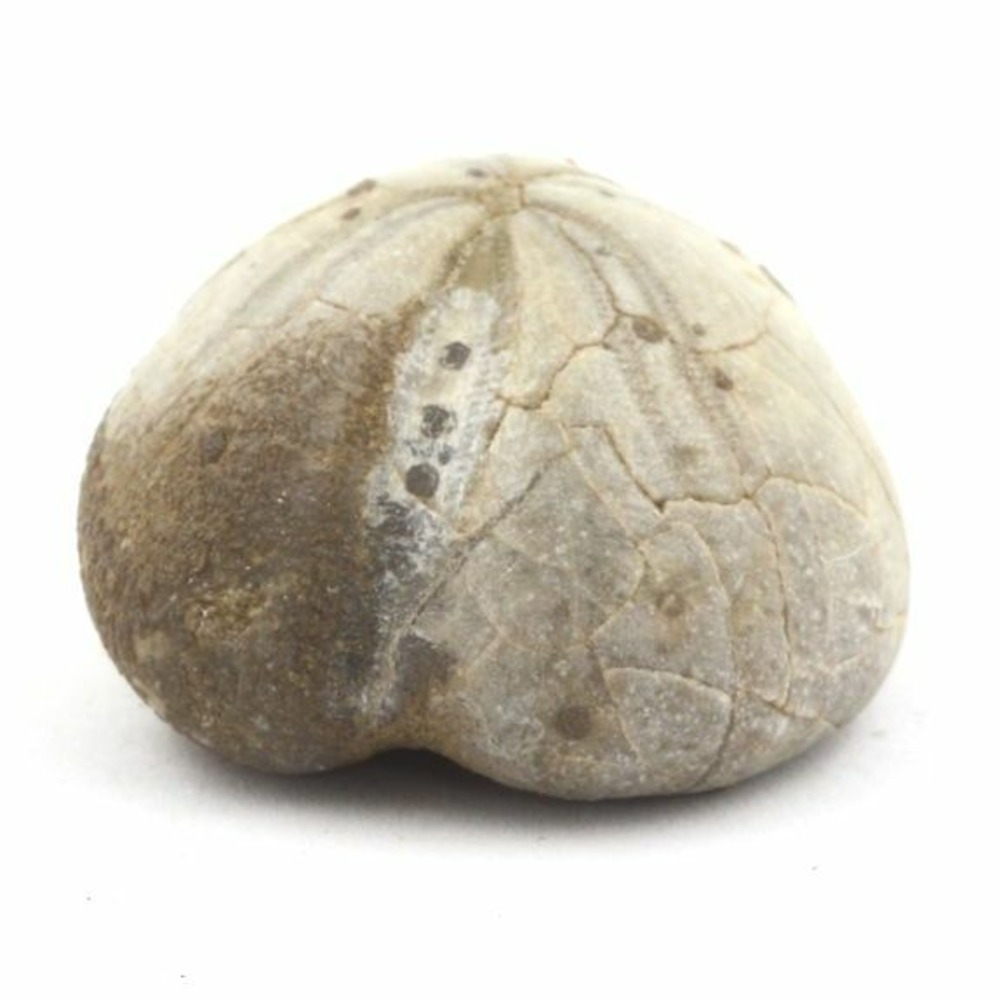 Oursin fossile, toxaster amplus 93.90 carats