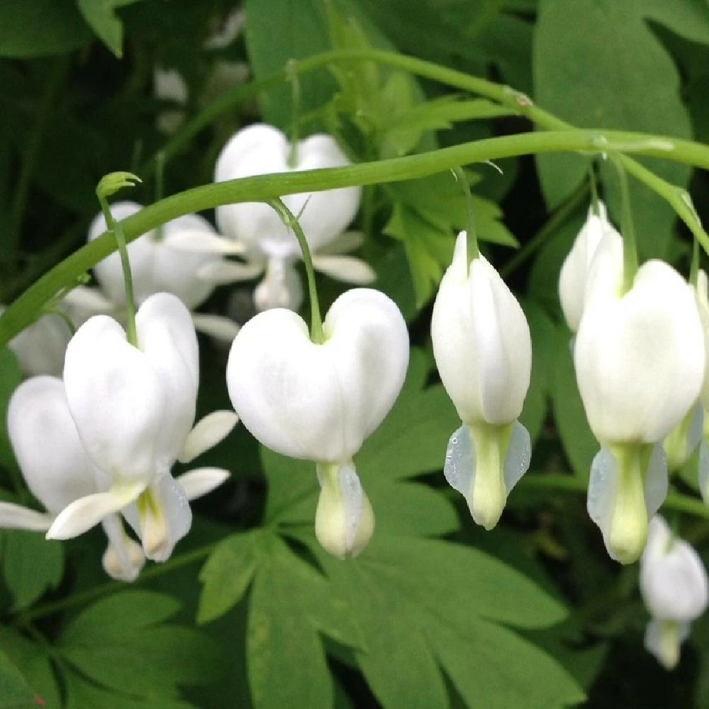 Coeur de marie blanc, dicentra lot de 5 godets